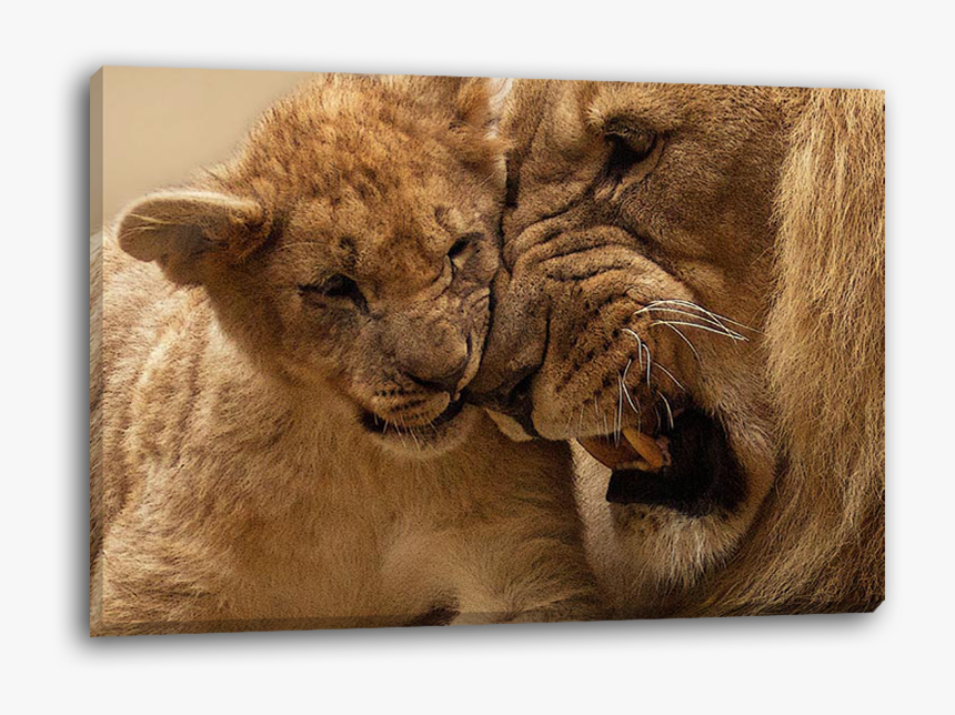 Lion Cub Png, Transparent Png, Free Download