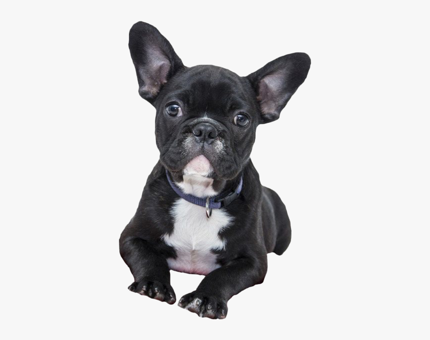 French Bulldog Png File - Valentines Dog Puppy, Transparent Png, Free Download