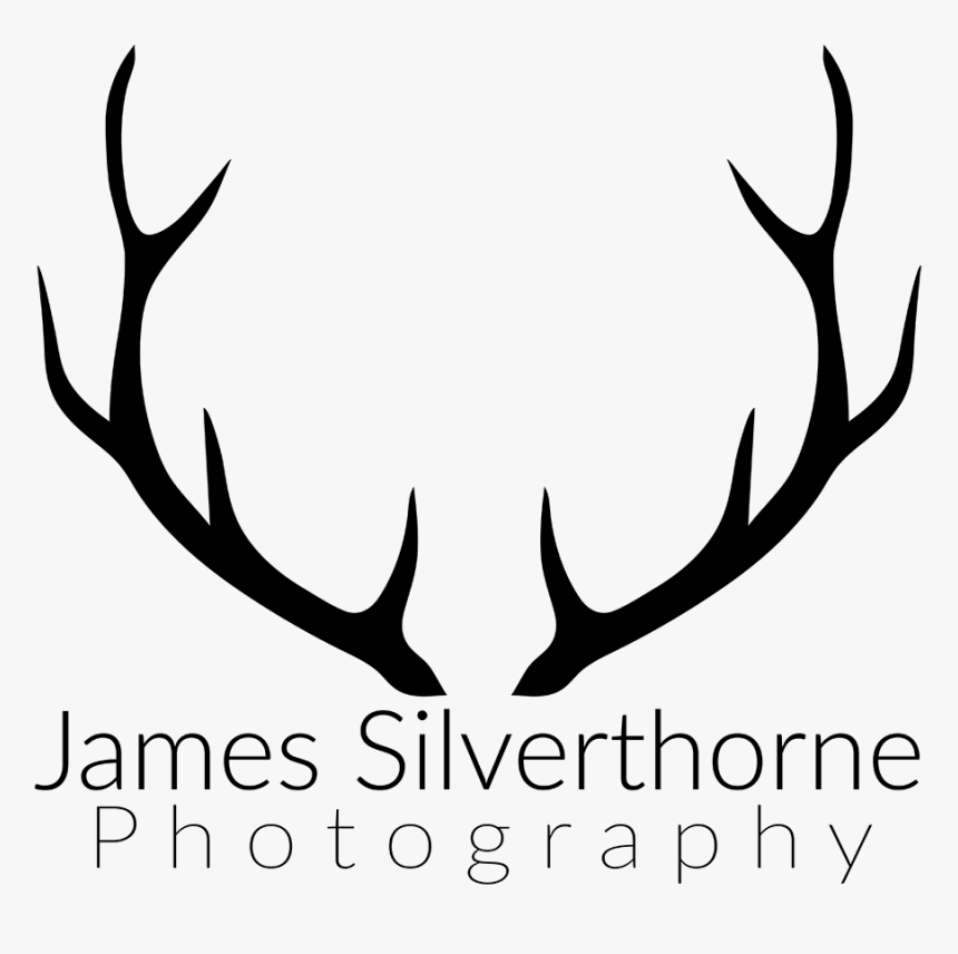 Deer Antlers Clipart Black And White - Antler, HD Png Download, Free Download