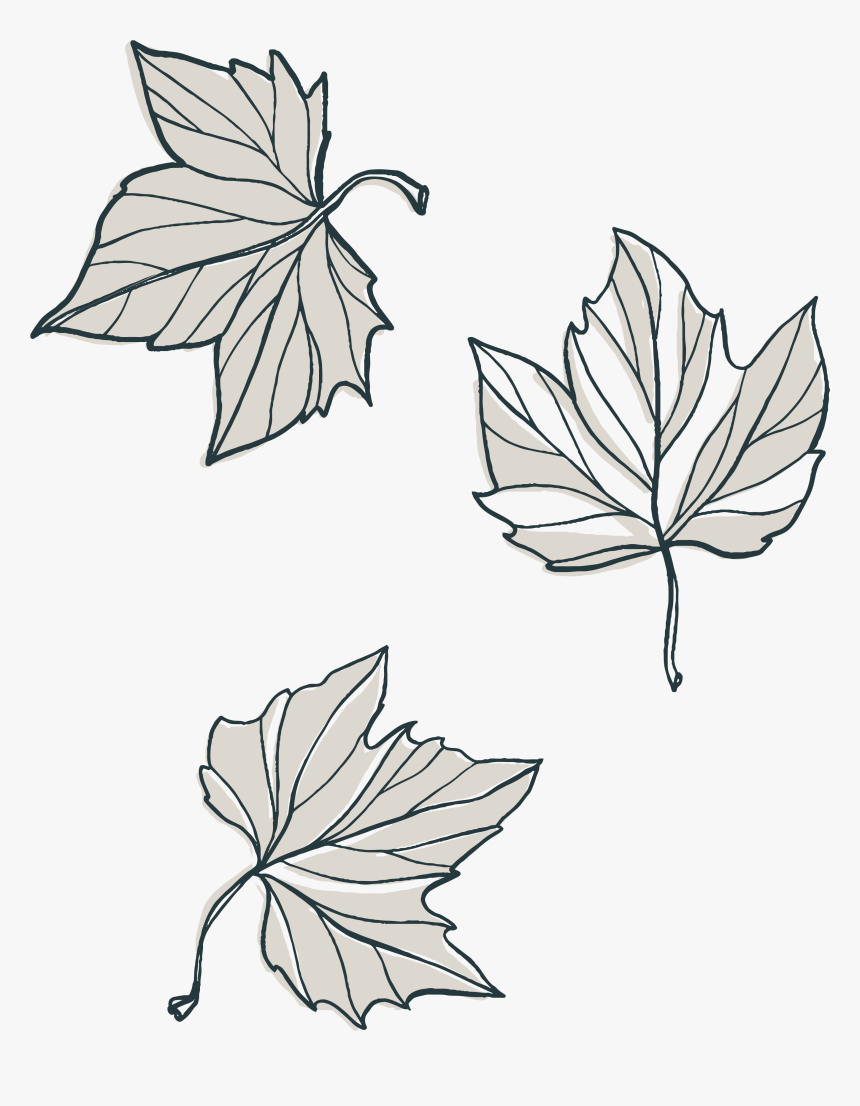 Maple Leaf, HD Png Download, Free Download