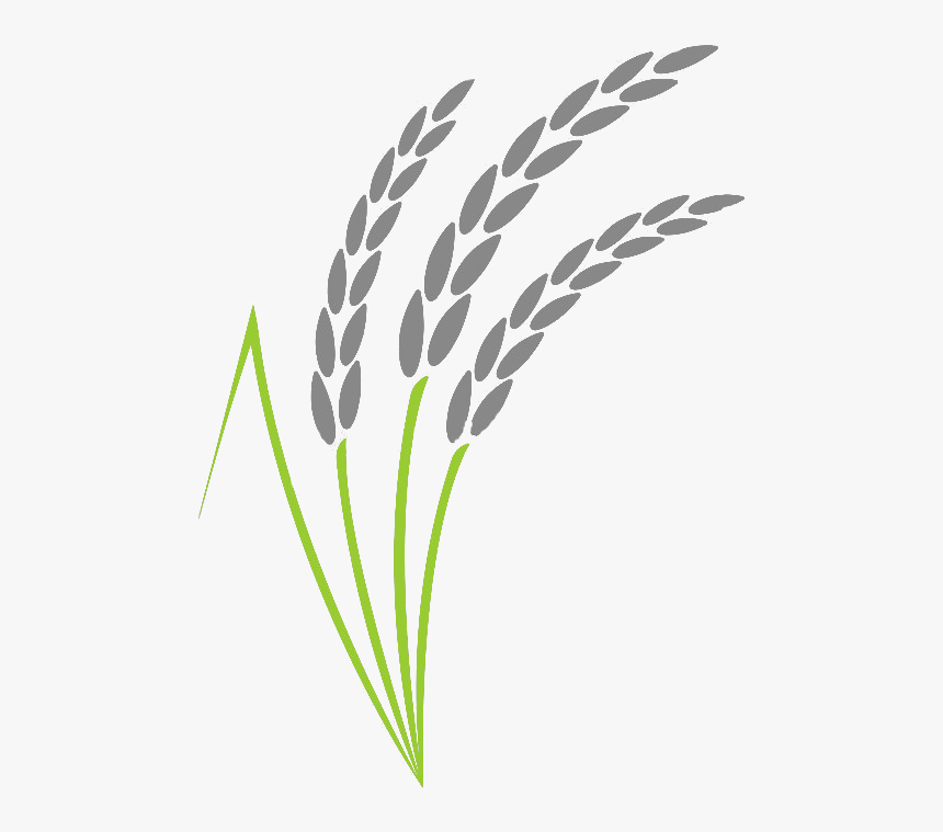 Rice Vector, HD Png Download, Free Download