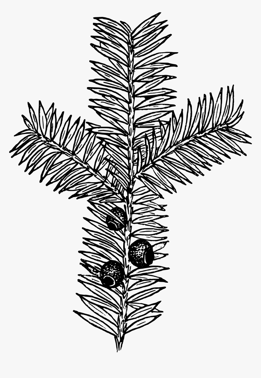 Yew Line Drawing, HD Png Download, Free Download