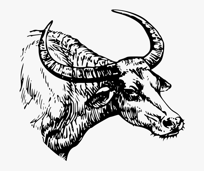 Picture - Water Buffalo Clipart Black And White, HD Png Download, Free Download