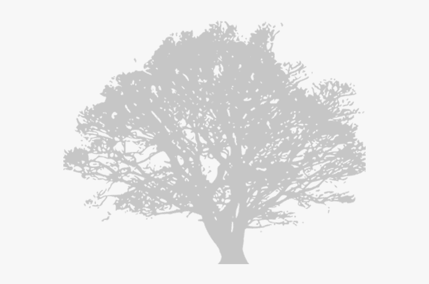 Clipart Black And White Transparent Tree, HD Png Download, Free Download