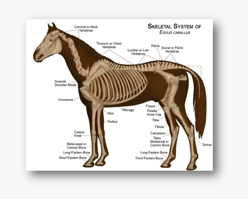 Labeled Horse Skeleton Diagram, HD Png Download, Free Download