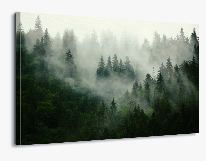 Foggy Forest, HD Png Download, Free Download