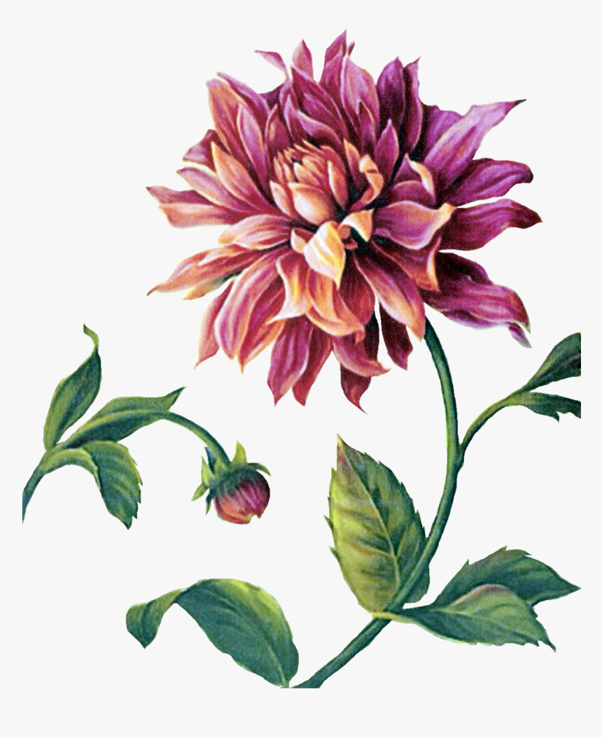 Dahlia Painting, HD Png Download, Free Download