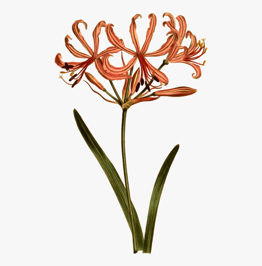 Svg Royalty Free Download Amaryllis Drawing Halloween - Botany, HD Png Download, Free Download