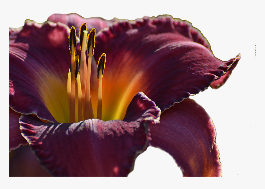 Lily, HD Png Download, Free Download