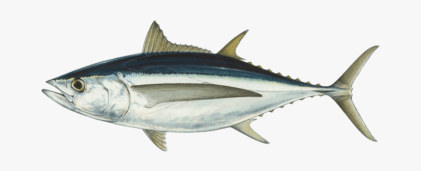 Albacore, HD Png Download, Free Download