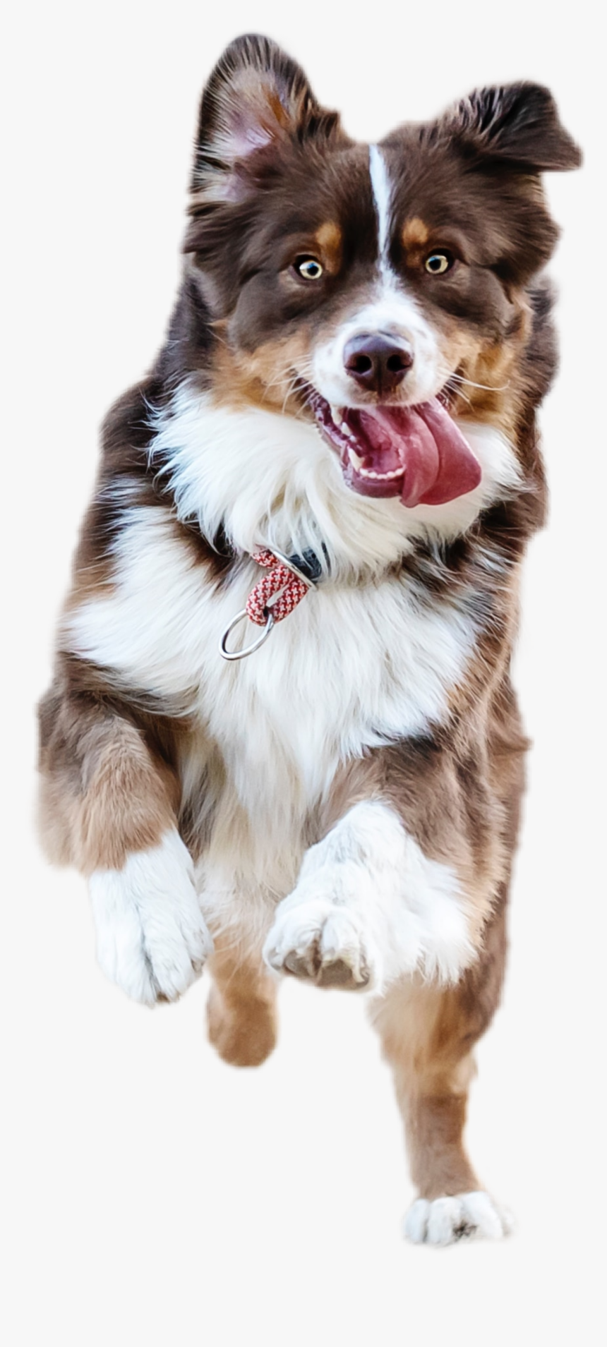 #dog #running #pet #doggie - Dog, HD Png Download, Free Download