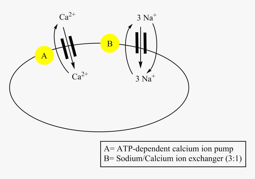 Sodium Calcium Pump - Circle, HD Png Download, Free Download