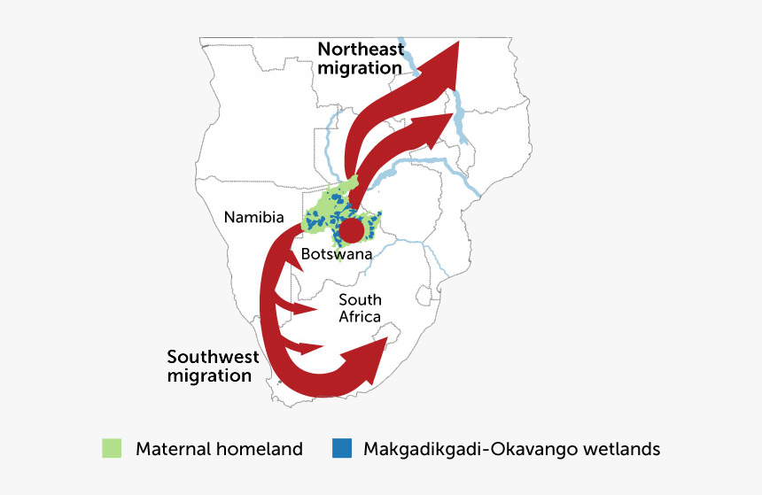 Homo Sapiens Migration Map - Human Origins In A Southern African Palaeo Wetland, HD Png Download, Free Download