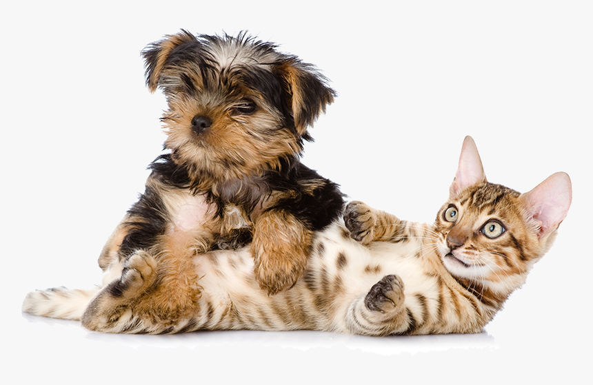Banner-give - Bengal, HD Png Download, Free Download