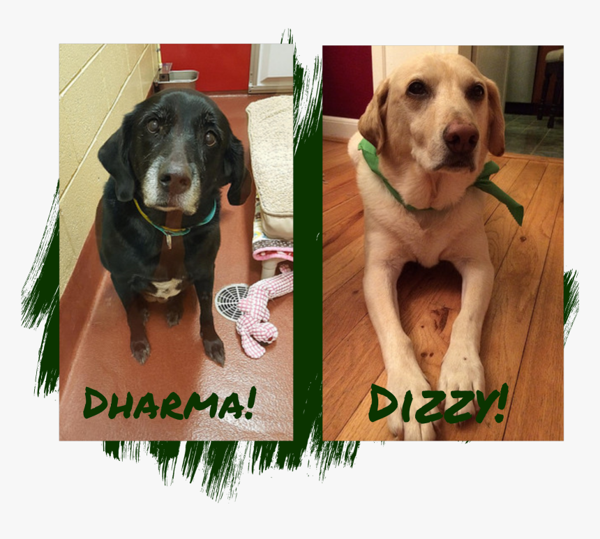 Dog, HD Png Download, Free Download