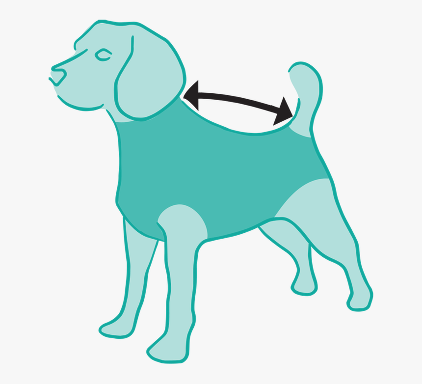 Size Measured From Collar To Base Of The Tail - Dog, HD Png Download, Free Download