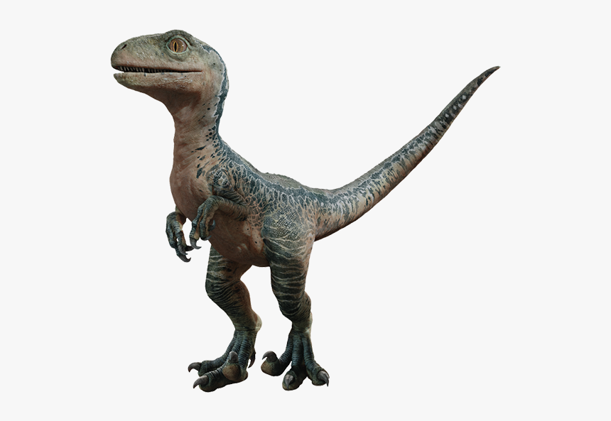 Jurassic World Blue Png Jurassic World Fallen Kingdom Baby Raptors Transparent Png Kindpng