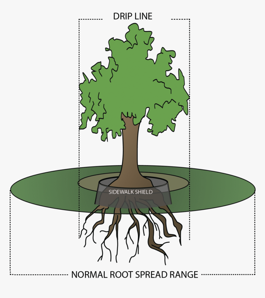 The Drip Line Of A Tree Is The Outermost Area That, HD Png Download, Free Download