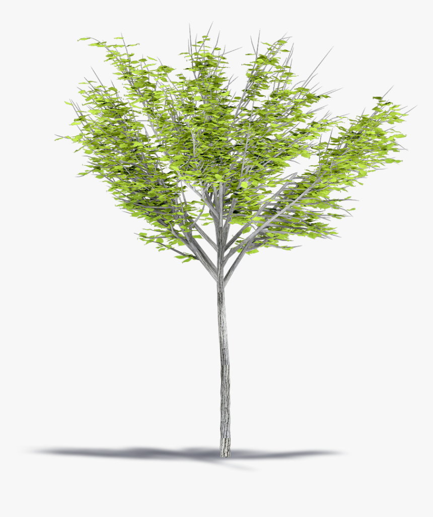 Pond Pine, HD Png Download, Free Download