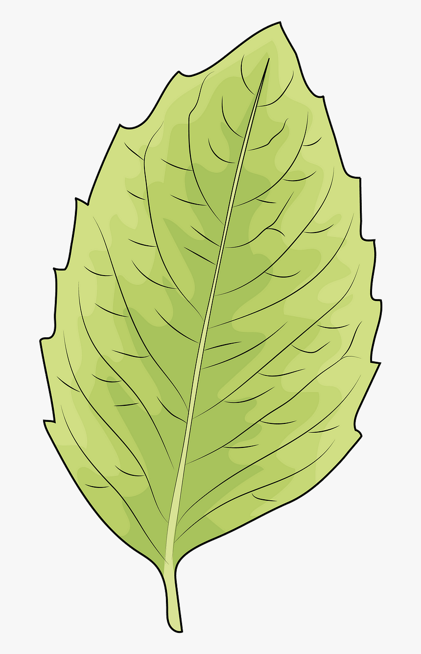 Leaf Clipart - Beech, HD Png Download, Free Download