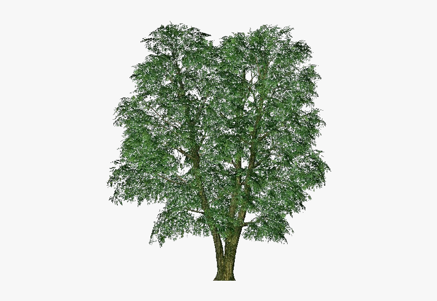3d Trees - Elm - Acca Software - Italian Pittosporum, HD Png Download, Free Download