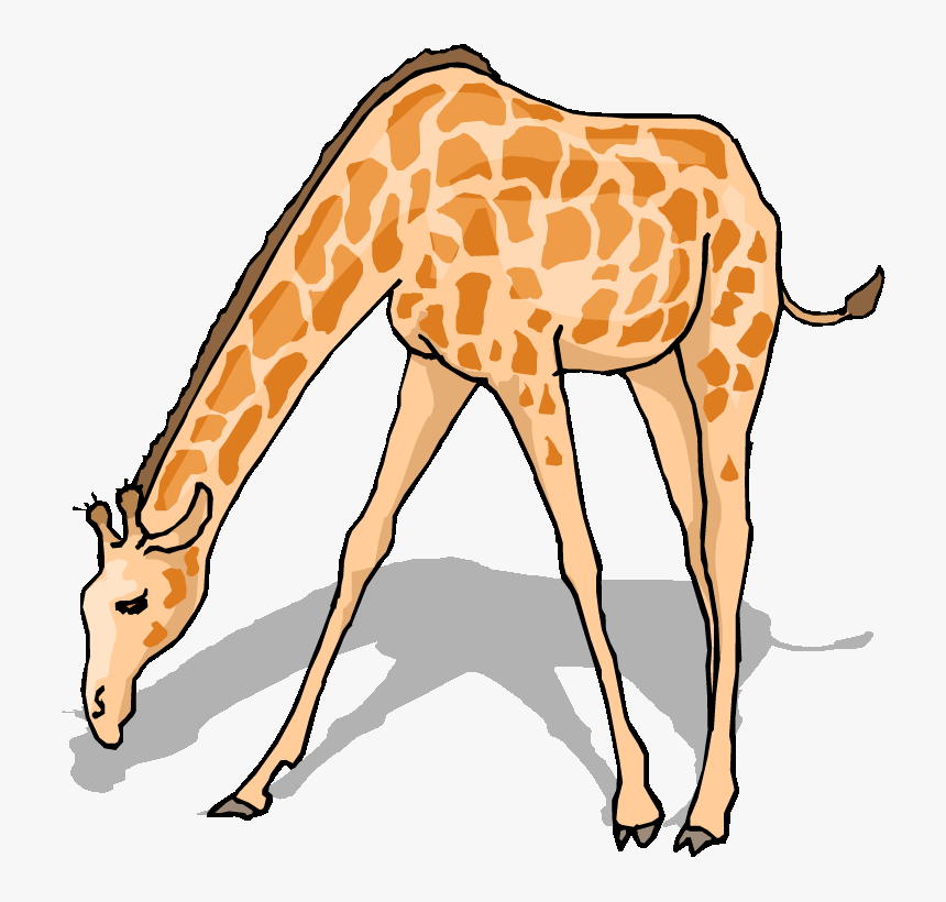 Free Giraffe Clipart - Clipart Giraffe Drinking Water, HD Png Download, Free Download