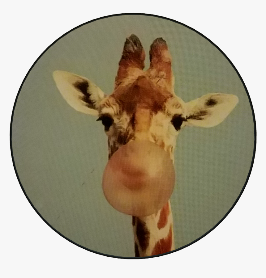 Giraffes, HD Png Download, Free Download