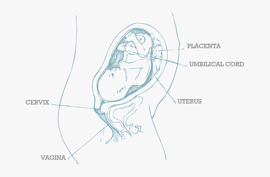 24 Weeks Pregnant Bladder Location, HD Png Download, Free Download