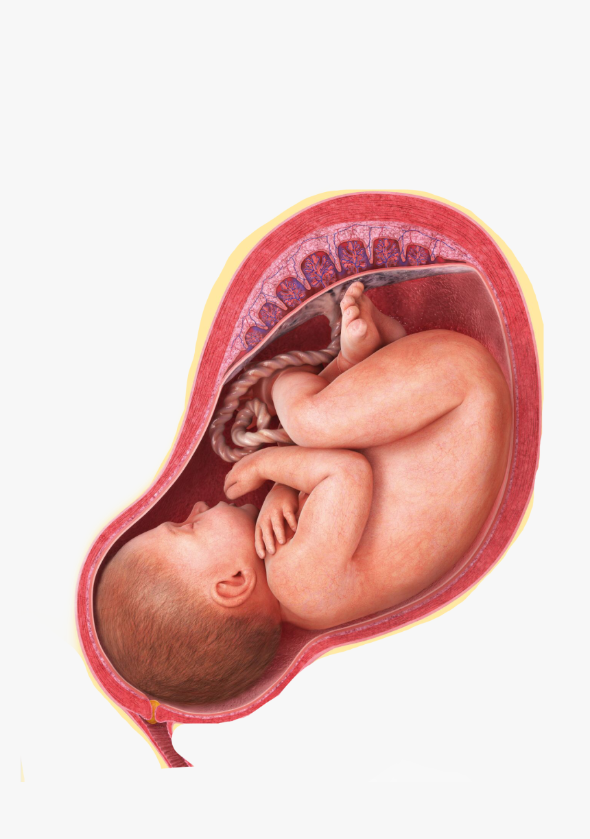 #baby #pregnant #babyonboard #womb #fetus #freetoedit, HD Png Download, Free Download