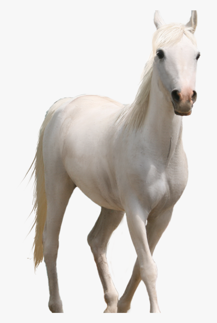 Fire Png Hd Source - White Horse Transparent Background, Png Download, Free Download