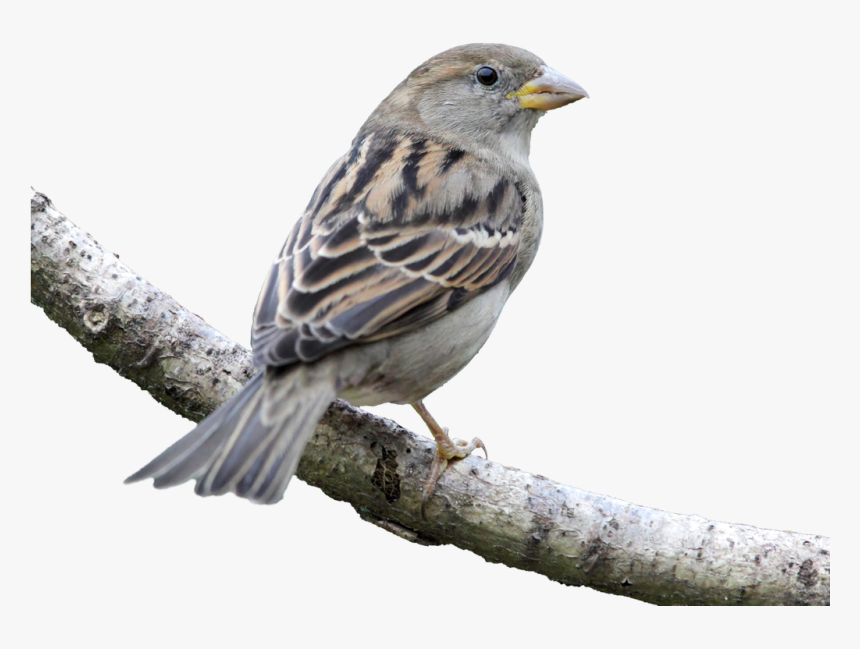 House Bird Finch American Sparrows - House Sparrow Png, Transparent Png, Free Download