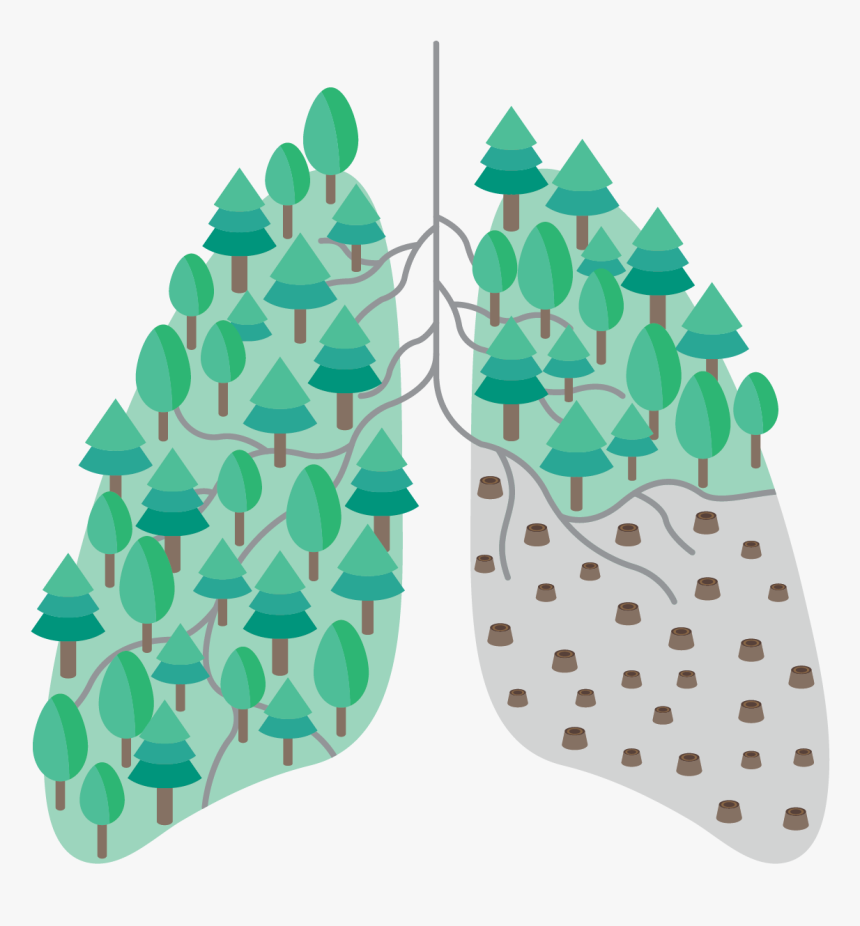 Environmental Problem Infographics Deforestation, HD Png Download, Free Download