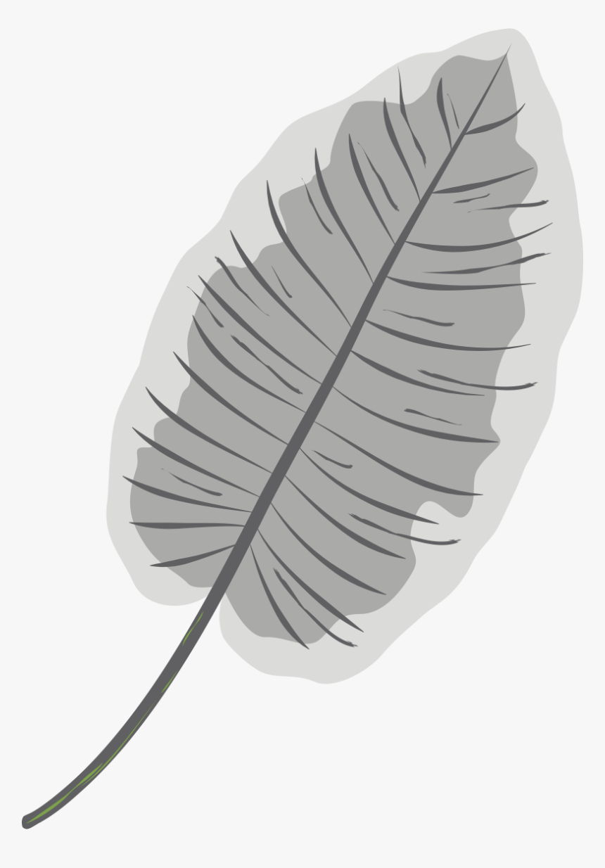 White Kratom , Png Download - Pond Pine, Transparent Png, Free Download