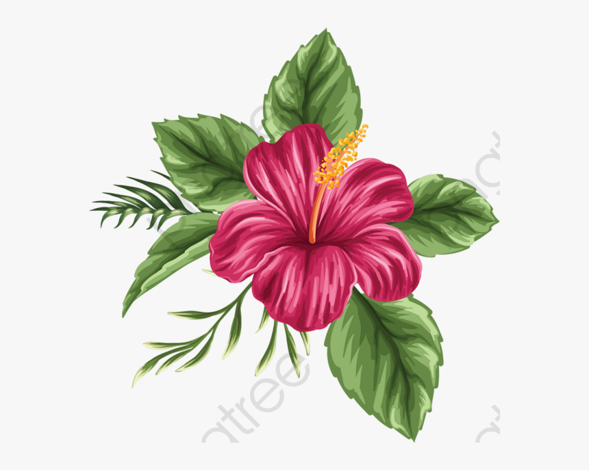 Hibiscus Flower Clipart - Hibiscus Hawaiian Flower Drawing, HD Png Download, Free Download