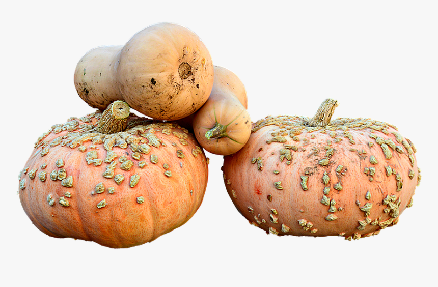 Pumpkin, HD Png Download, Free Download