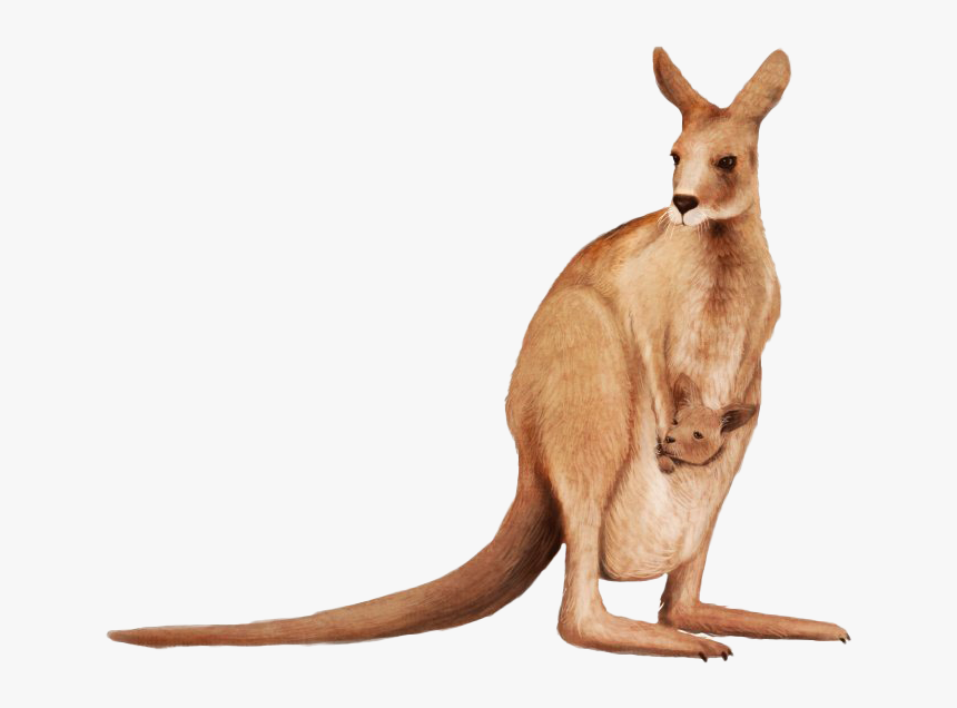 Joey Kangaroo Png Background Image - Kangaroo Png Transparent, Png Download, Free Download