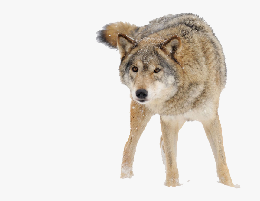 Snow Wolf Png Download - Snow Wolf Png, Transparent Png, Free Download