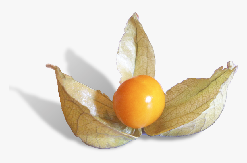 Physalis Is A Delicious Fruit From Peru - Cherry Tomatoes, HD Png Download, Free Download