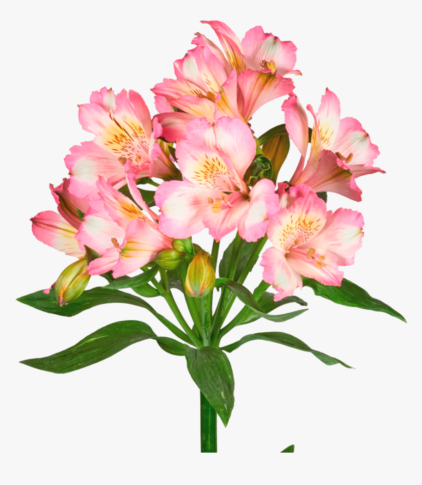 Peruvian Lily Png - Peruvian Lily, Transparent Png, Free Download