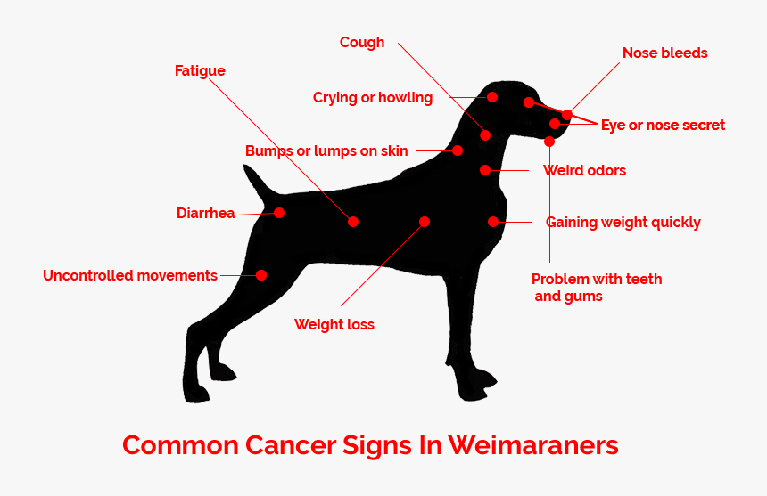 How To Identify Cancer Symptoms In Weimaraners - Lumps On Dog Weimaraner, HD Png Download, Free Download