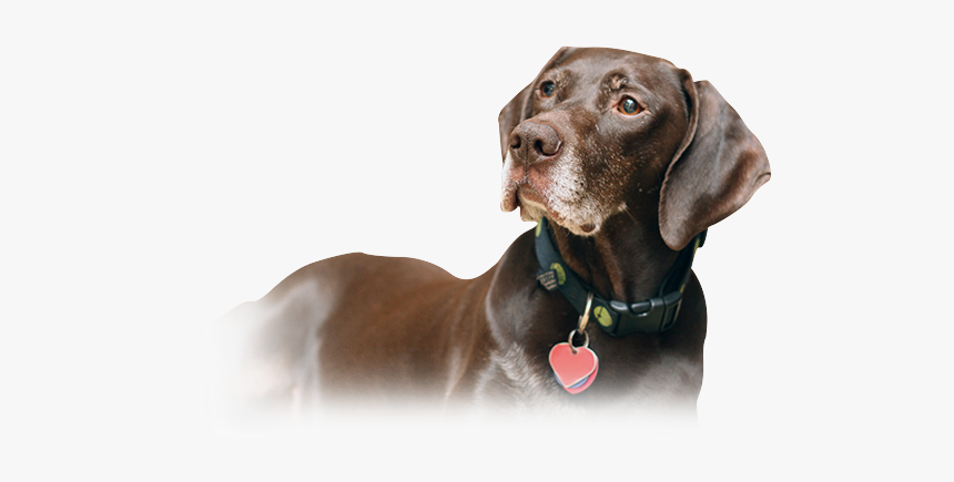 Labrador Retriever Weimaraner Puppy German Shorthaired - German Shorthaired Png, Transparent Png, Free Download