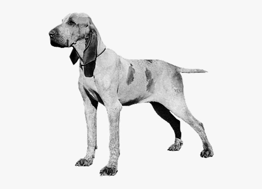 Bracco Italiano - Weimaraner, HD Png Download, Free Download