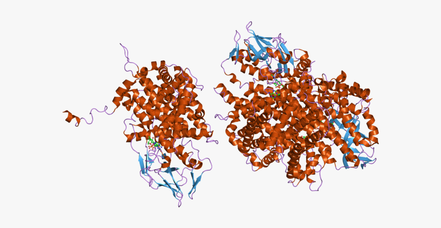 Pdb 2fon Ebi - Illustration, HD Png Download, Free Download