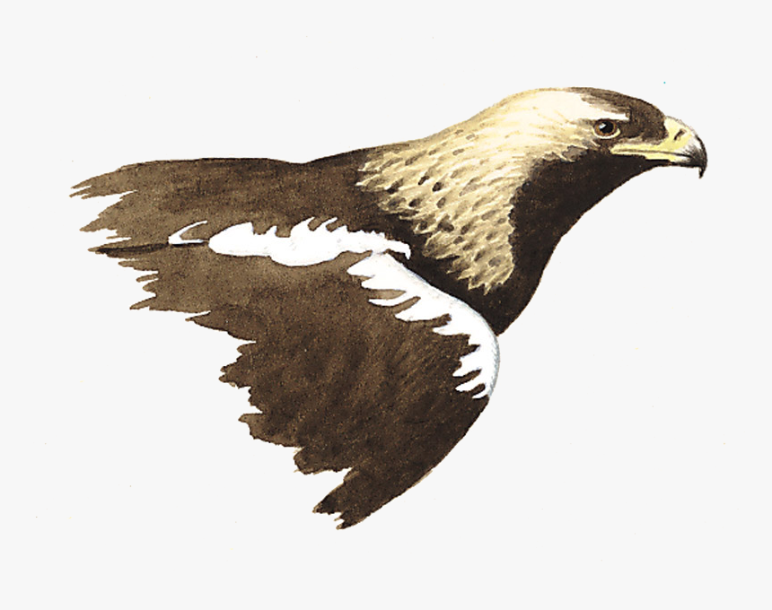 Spanish Imperial Eagle - Golden Eagle, HD Png Download, Free Download