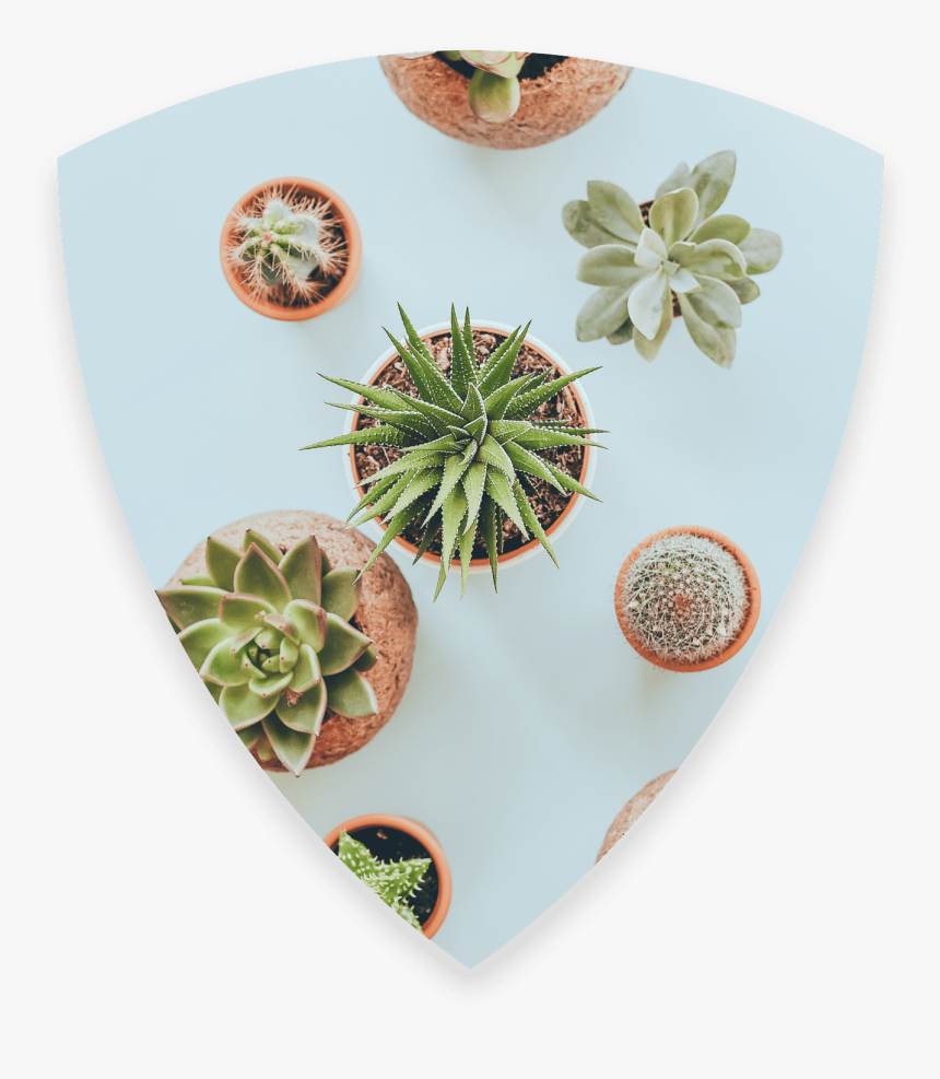 Succulent Plant, HD Png Download, Free Download