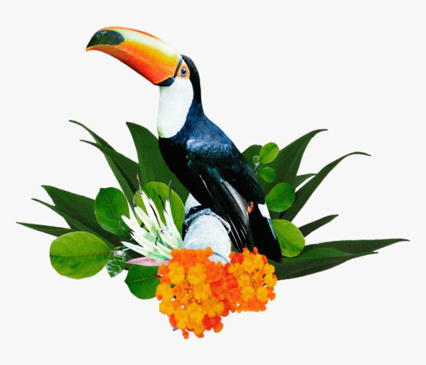 Toucan, HD Png Download, Free Download