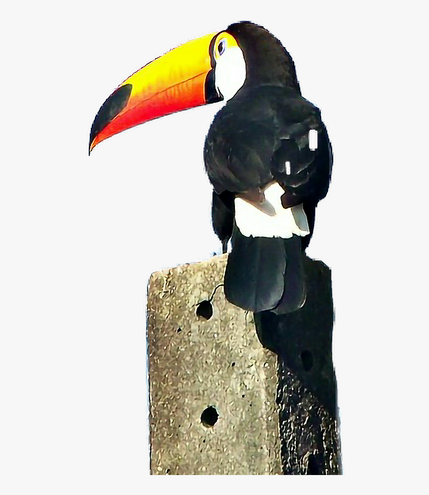 #toucan #tucano #animals #nature #adesivo #stickers - Toucan, HD Png Download, Free Download