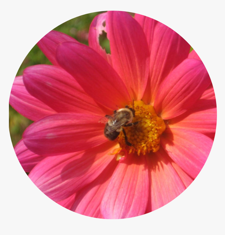 I Use The Image Of A Pink Daisy With A Bumble Bee A - Barberton Daisy, HD Png Download, Free Download