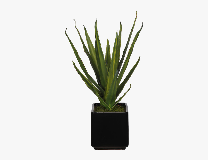 Flowerpot, HD Png Download, Free Download