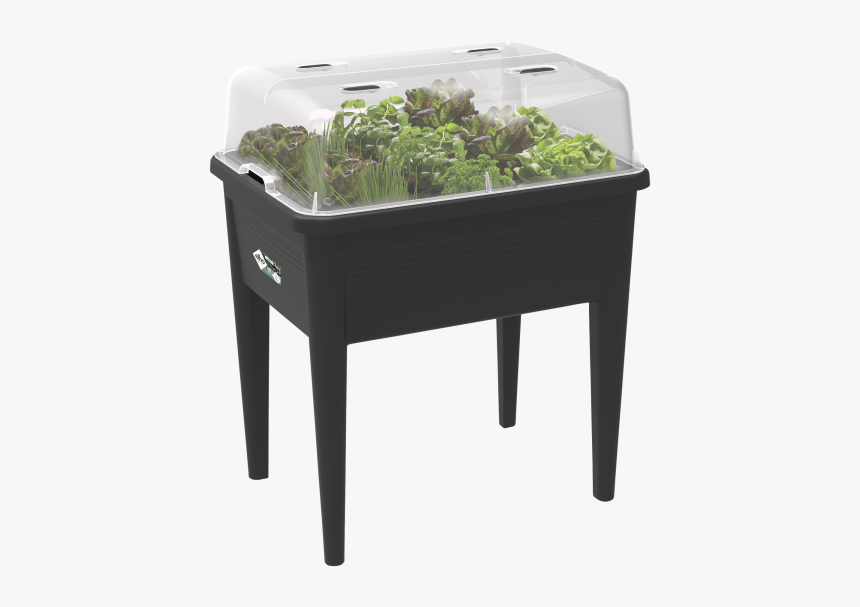 Houseplant, HD Png Download, Free Download